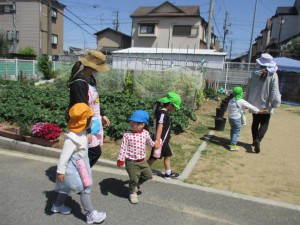 ☆幼稚園の畑 野菜の収穫☆