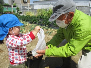 ☆幼稚園の畑 野菜の収穫☆