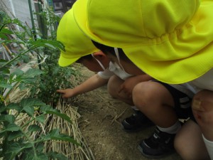 こんな野菜を育てているよ★年少組★