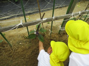 こんな野菜を育てているよ★年少組★