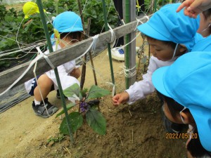 こんな野菜を育てているよ★年少組★