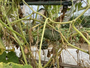 ☆幼稚園の畑 野菜の収穫☆