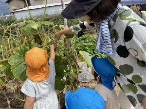 ☆幼稚園の畑 野菜の収穫☆