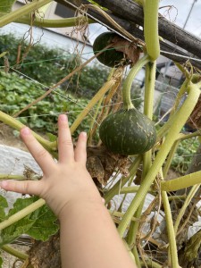 ☆幼稚園の畑 野菜の収穫☆