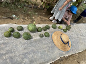 ☆幼稚園の畑 野菜の収穫☆