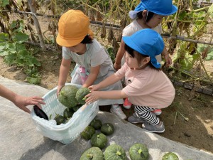 ☆幼稚園の畑 野菜の収穫☆