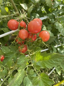 ☆幼稚園の畑 野菜の収穫☆