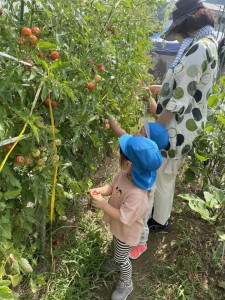 ☆幼稚園の畑 野菜の収穫☆