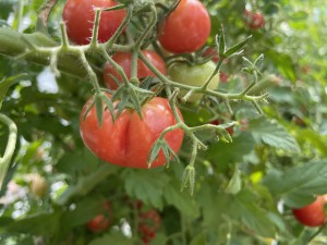 ☆幼稚園の畑 野菜の収穫☆