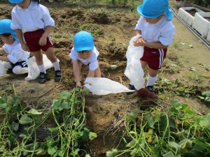 ♡年少組・乳児クラス♡　　～幼稚園の畑でおいもほりをしたよ！～