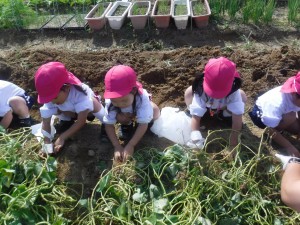 ♡年少組・乳児クラス♡　　～幼稚園の畑でおいもほりをしたよ！～