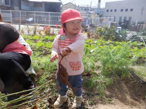 ♡年少組・乳児クラス♡　　～幼稚園の畑でおいもほりをしたよ！～