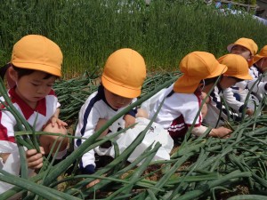 進級してからの子どもの様子（年中）