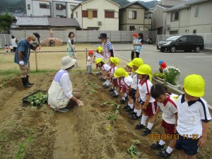 畑に行ったり、製作をしたよ★年少組