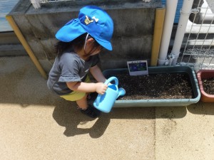 アサガオの種をまきました／あひる・ひよこ組