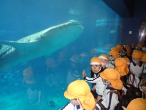 ☆年少・年中お別れ遠足☆海遊館に行ったよ！