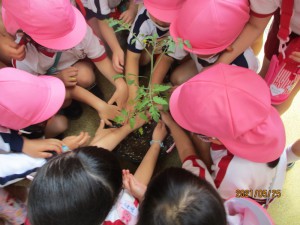 トマトを植えたよ