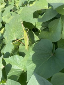 ２学期　年中組